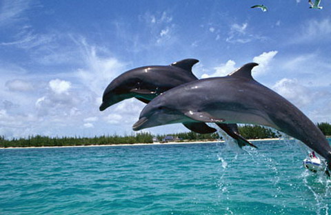 Satapada Dolphin